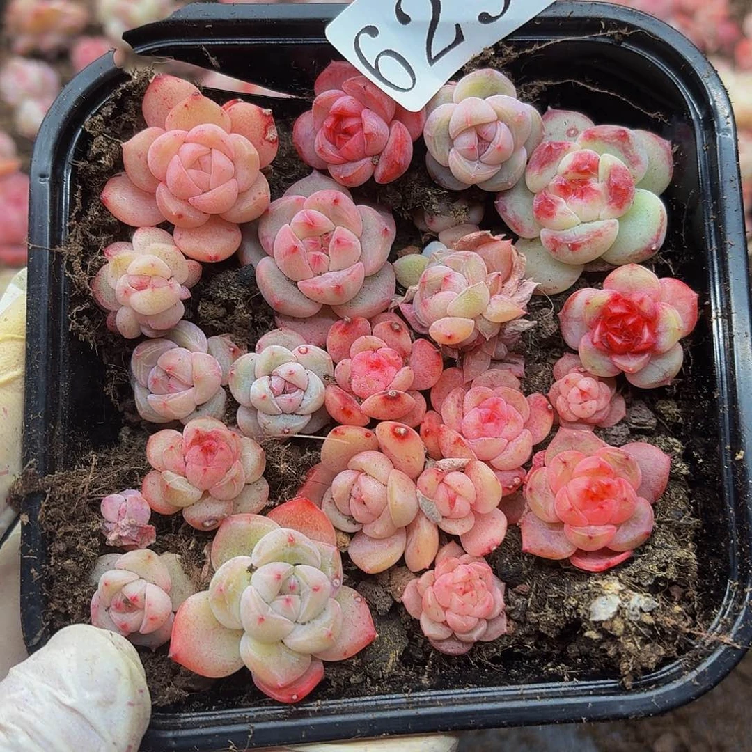 多肉植物多肉植物629