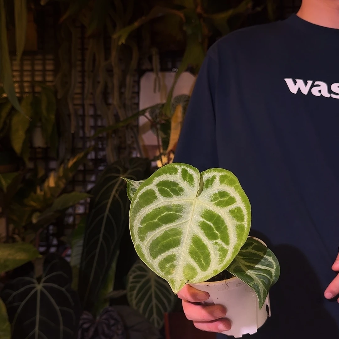 完全开放F151铜锣烧