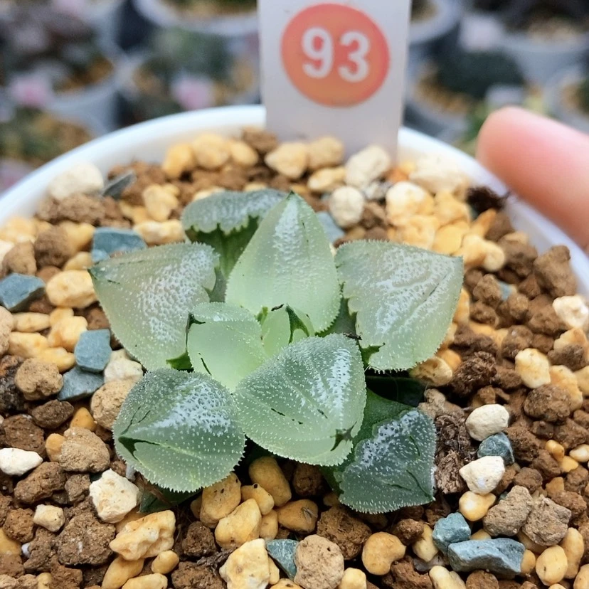 【闪购商品】93冰鸾玉