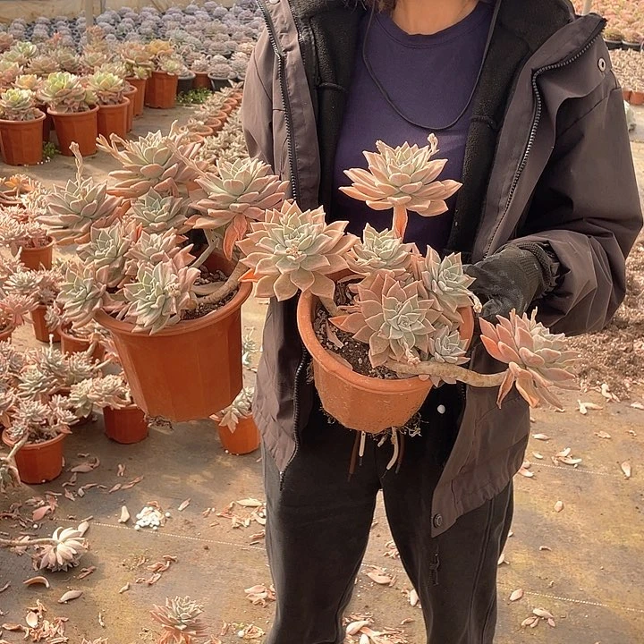 血色黄昏9.9米  量拍多肉