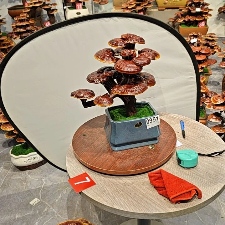 灵芝盆景高端大气上档次