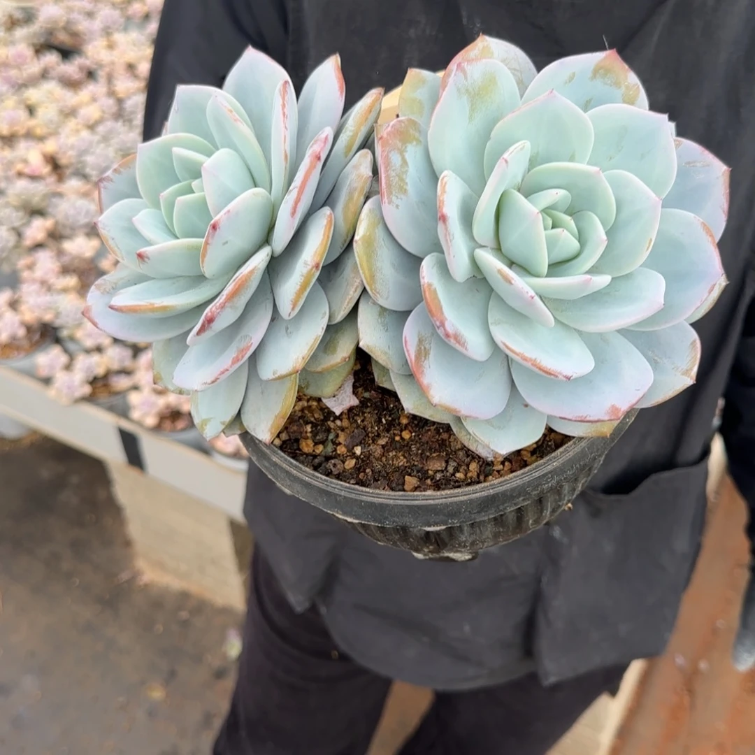 叁***月双头奶茶。   5244号。