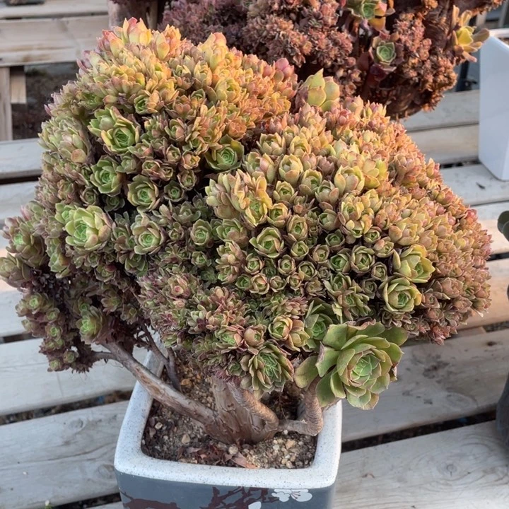 多肉都会变成黑糖粉