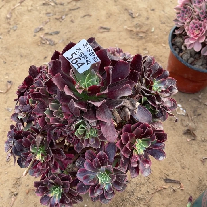 564金丝雀阴阳手捧1