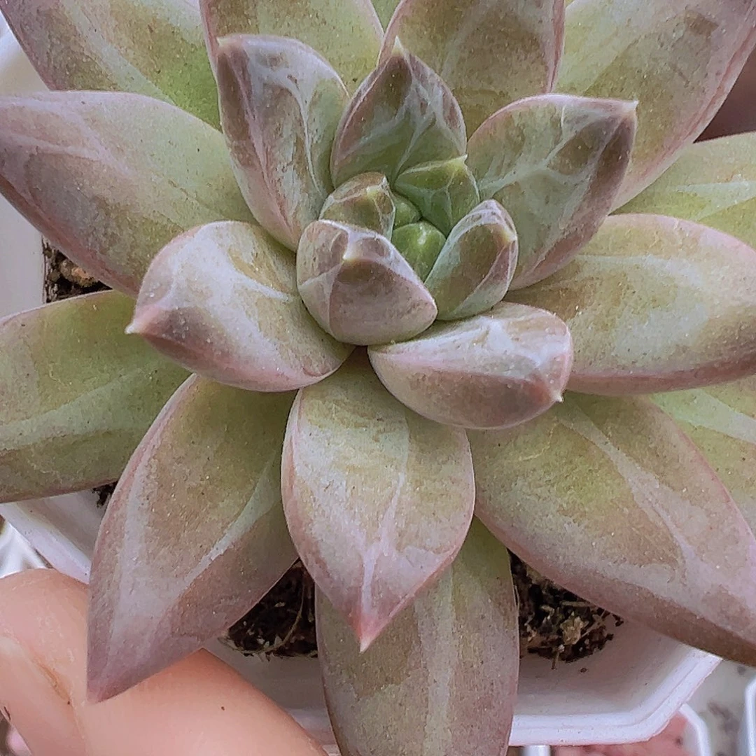 伊卡鲁斯19包邮多肉植物