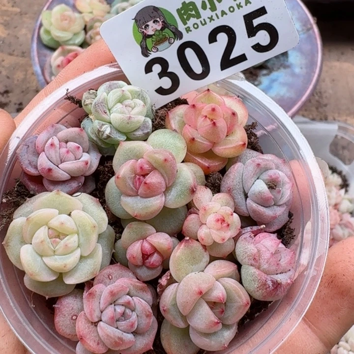 多肉植物多肉植物