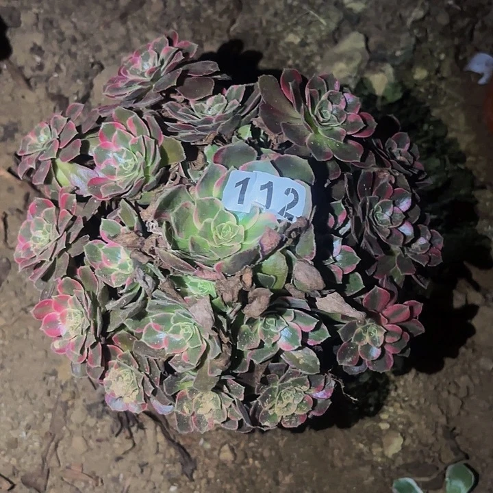 112水果糖多肉植物不售后