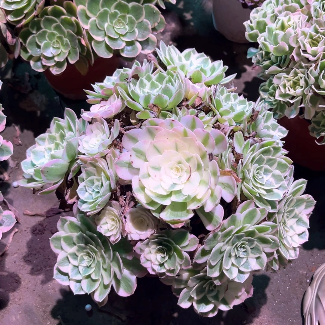 多肉植物海王0011