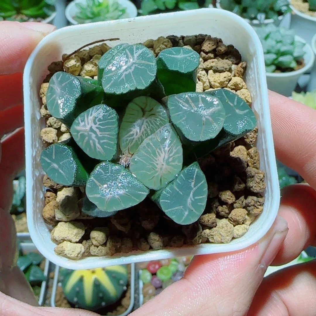 爆炸星万象多肉