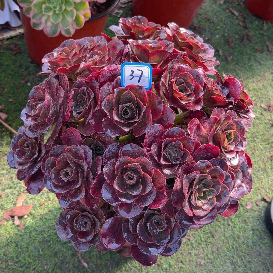 37魅金玫瑰丛林朵朵