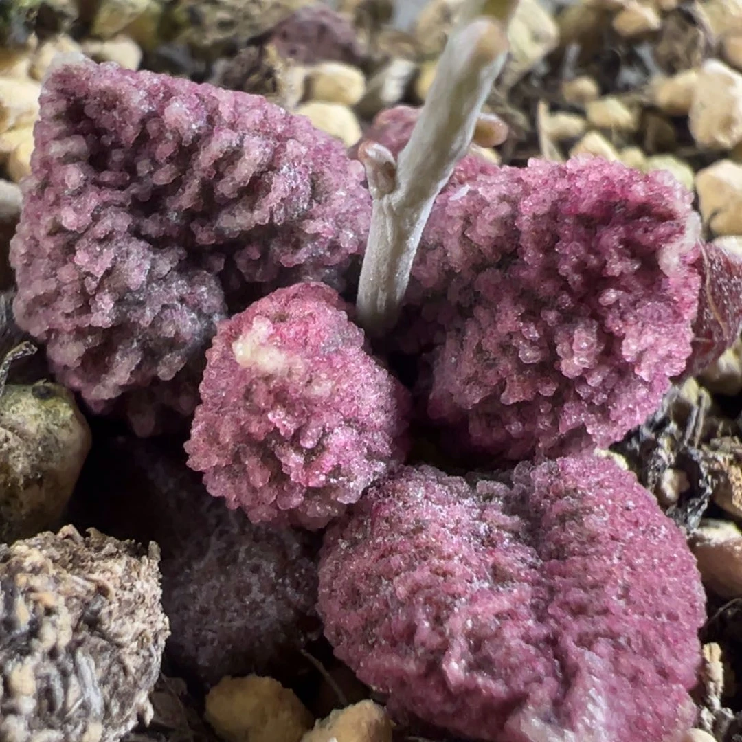 实生新品多肉植物水泡多肉植物