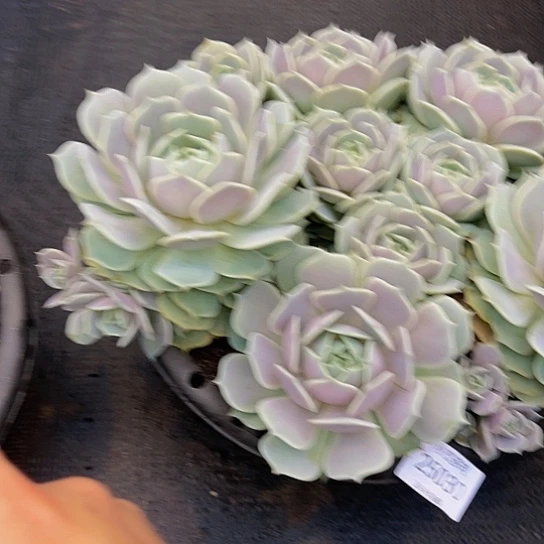 娜露娜莲群25030