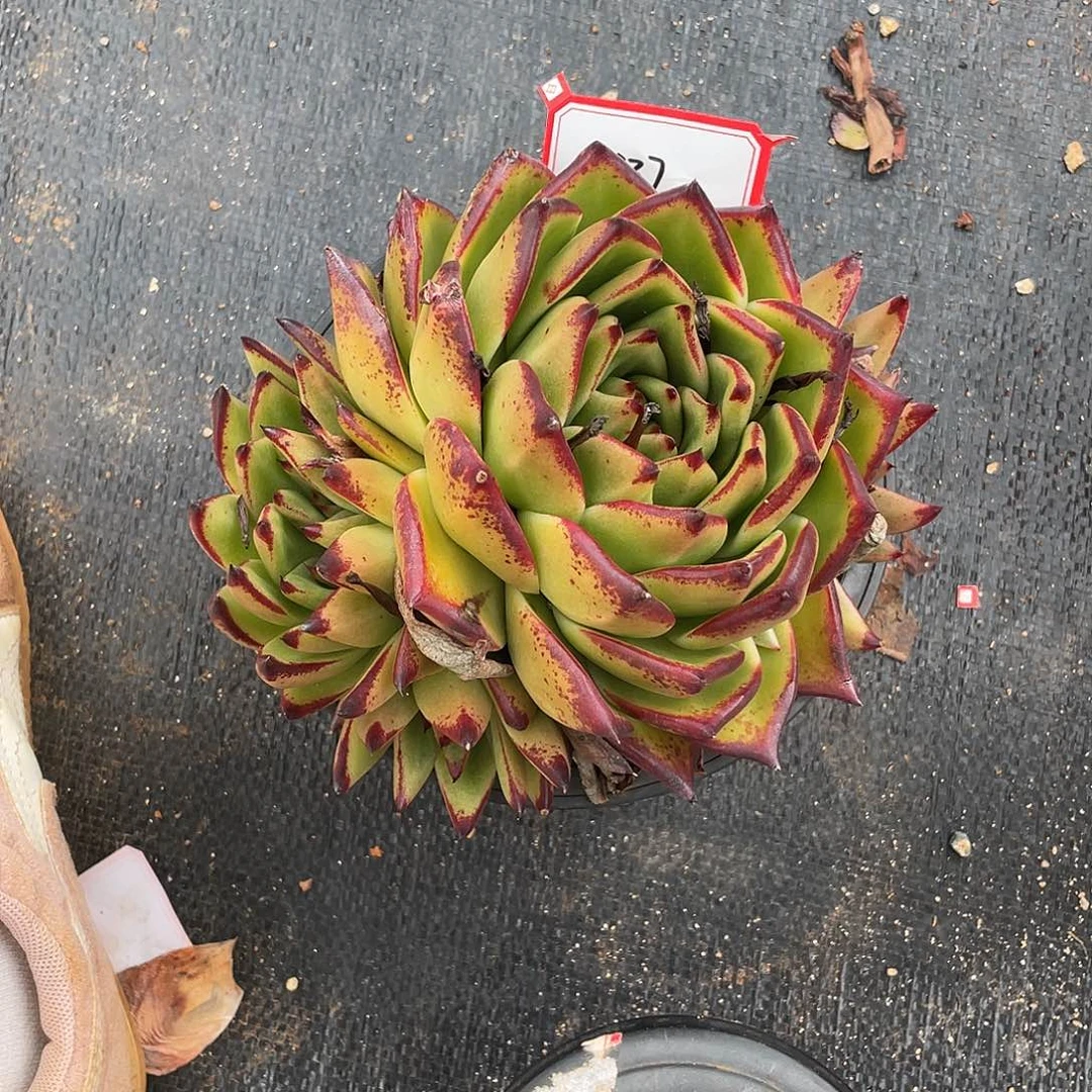 若如东云多肉组拍337