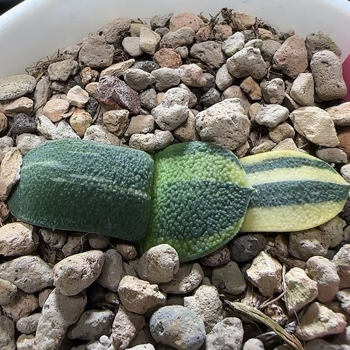 23号达摩旋转宽叶凸釉锦实生亚成