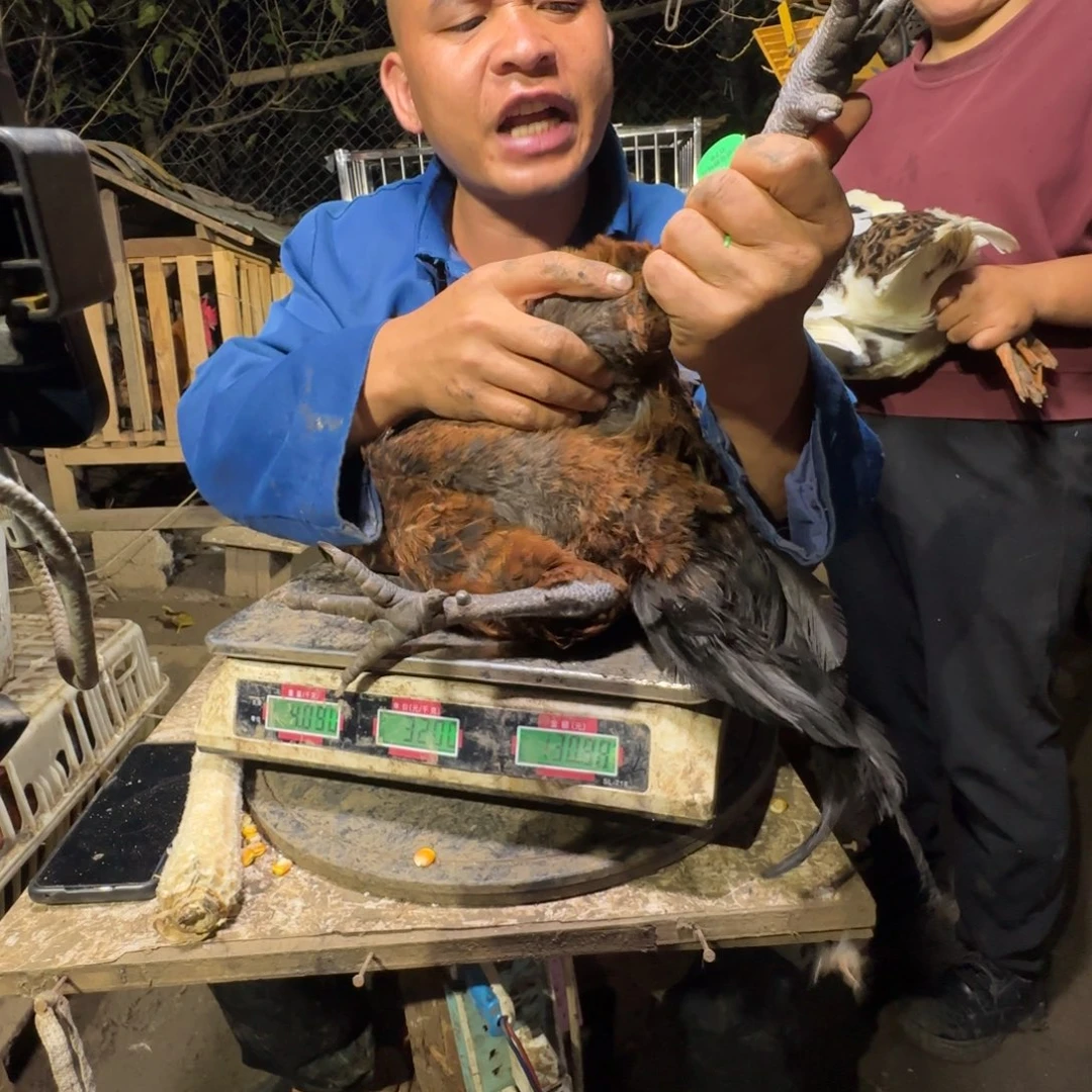 包装中国大陆076樱桃鸡