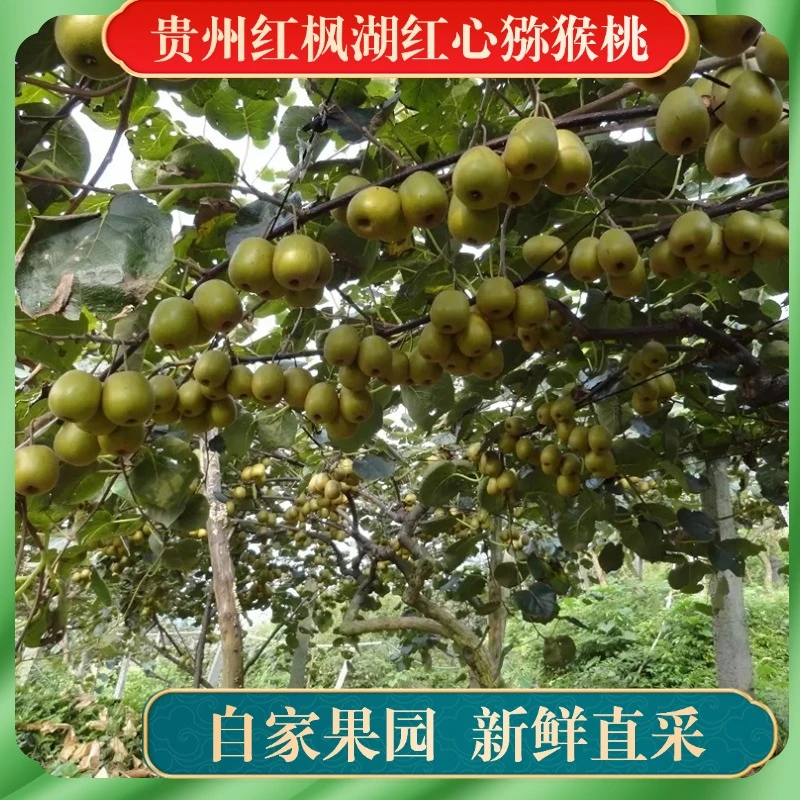 贵州红枫湖畔红心猕猴桃当季新鲜奇异果香甜水果整箱包邮