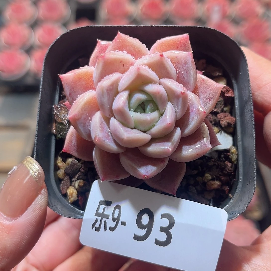 乐9-93 粉斑点单头