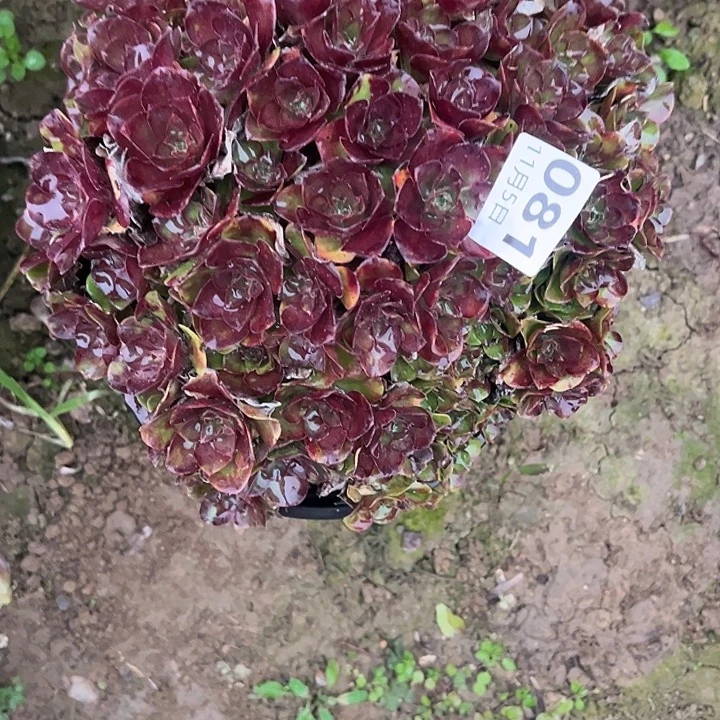 11.5-81玫瑰多肉植物0