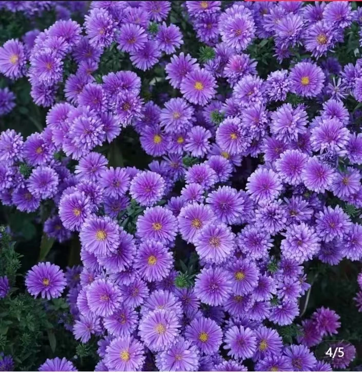 翠菊紫菀耐热耐寒花期长易养护庭院阳台花卉