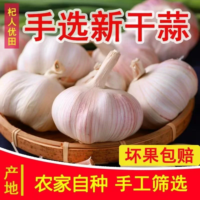 新鲜紫白皮大蒜头高品质香辣味十足农家自种可种
