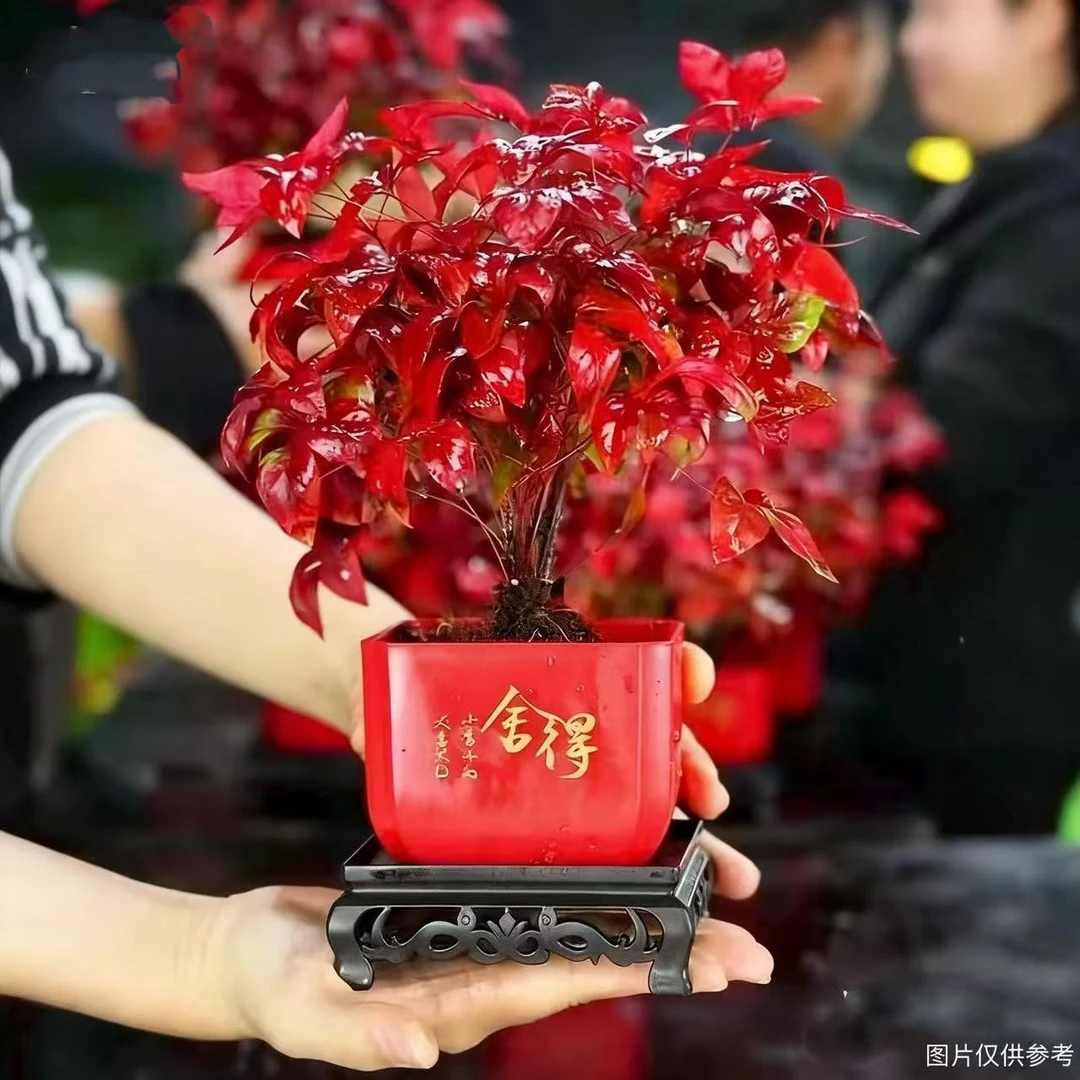 【鸿运当头】新国风火焰南天竹盆栽室内外客厅桌面耐寒四季好养绿植