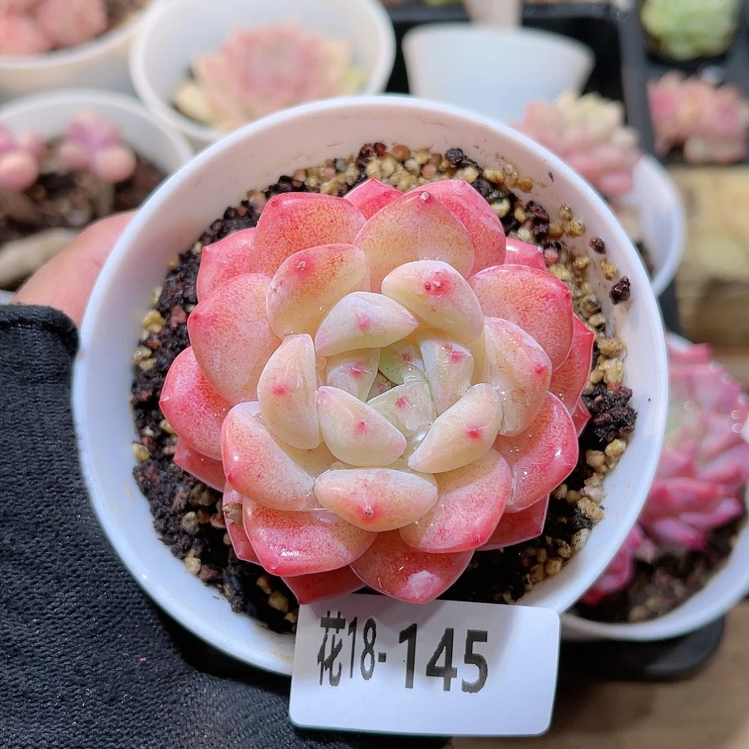 花18-145刚毅单头