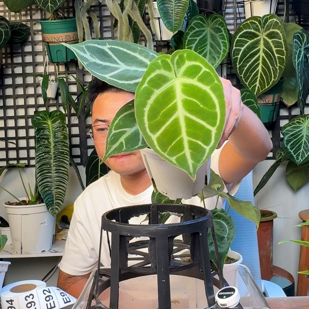 无花朵小****?一物一拍E87