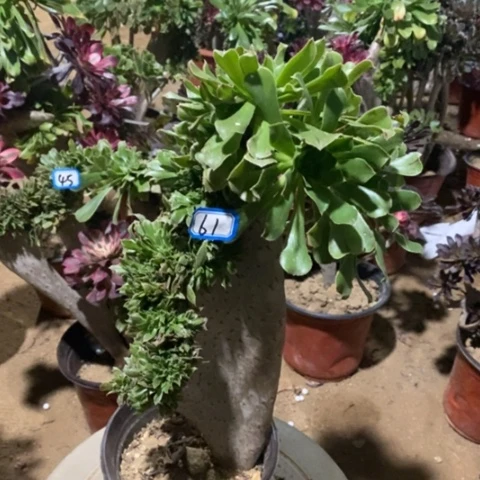 原始绿缀一物一拍