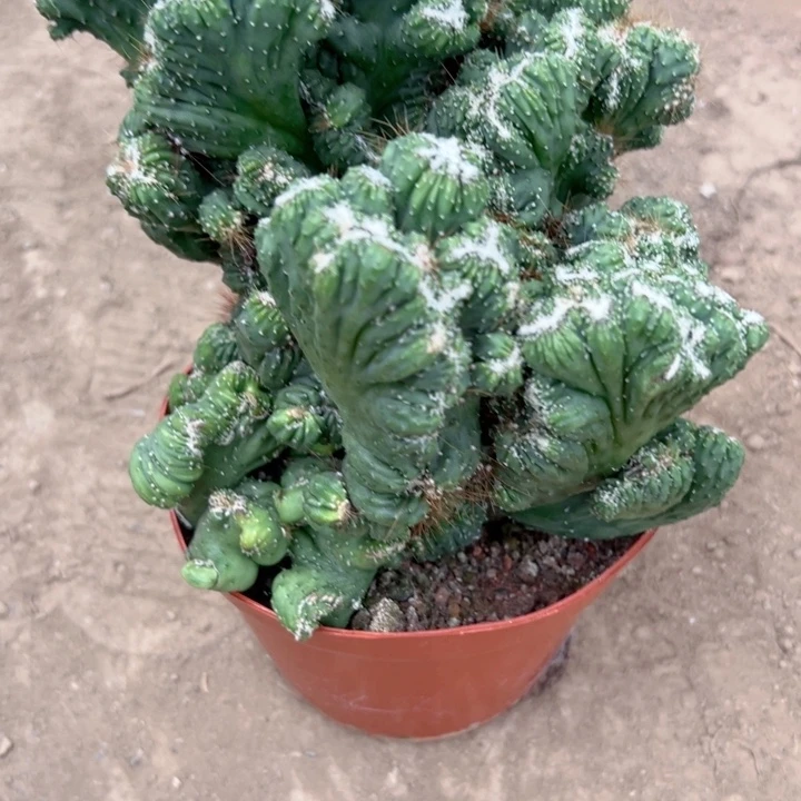 香***生恭喜发财。