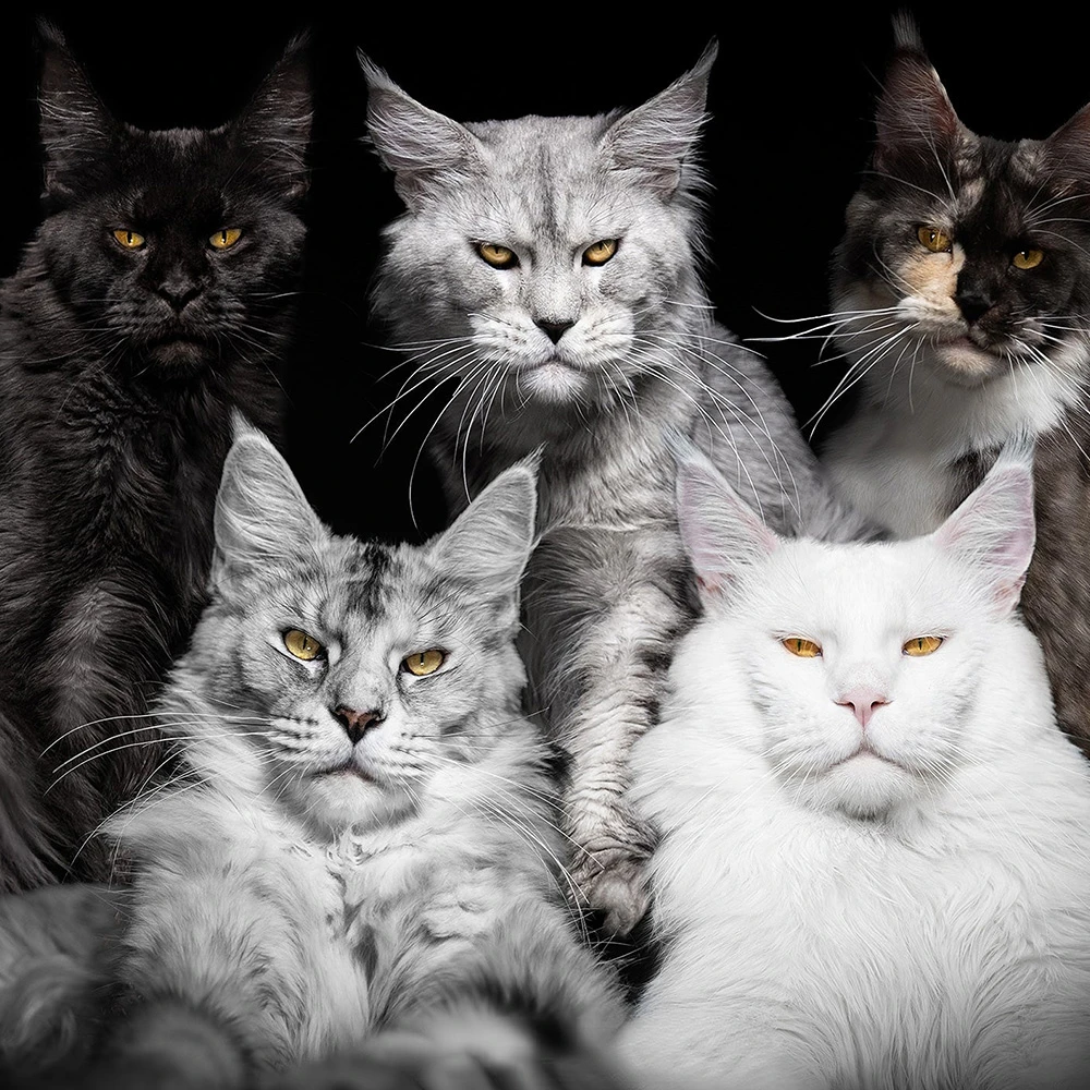 【活动专场】【老宫的猫】纯种缅因猫活体全款链接