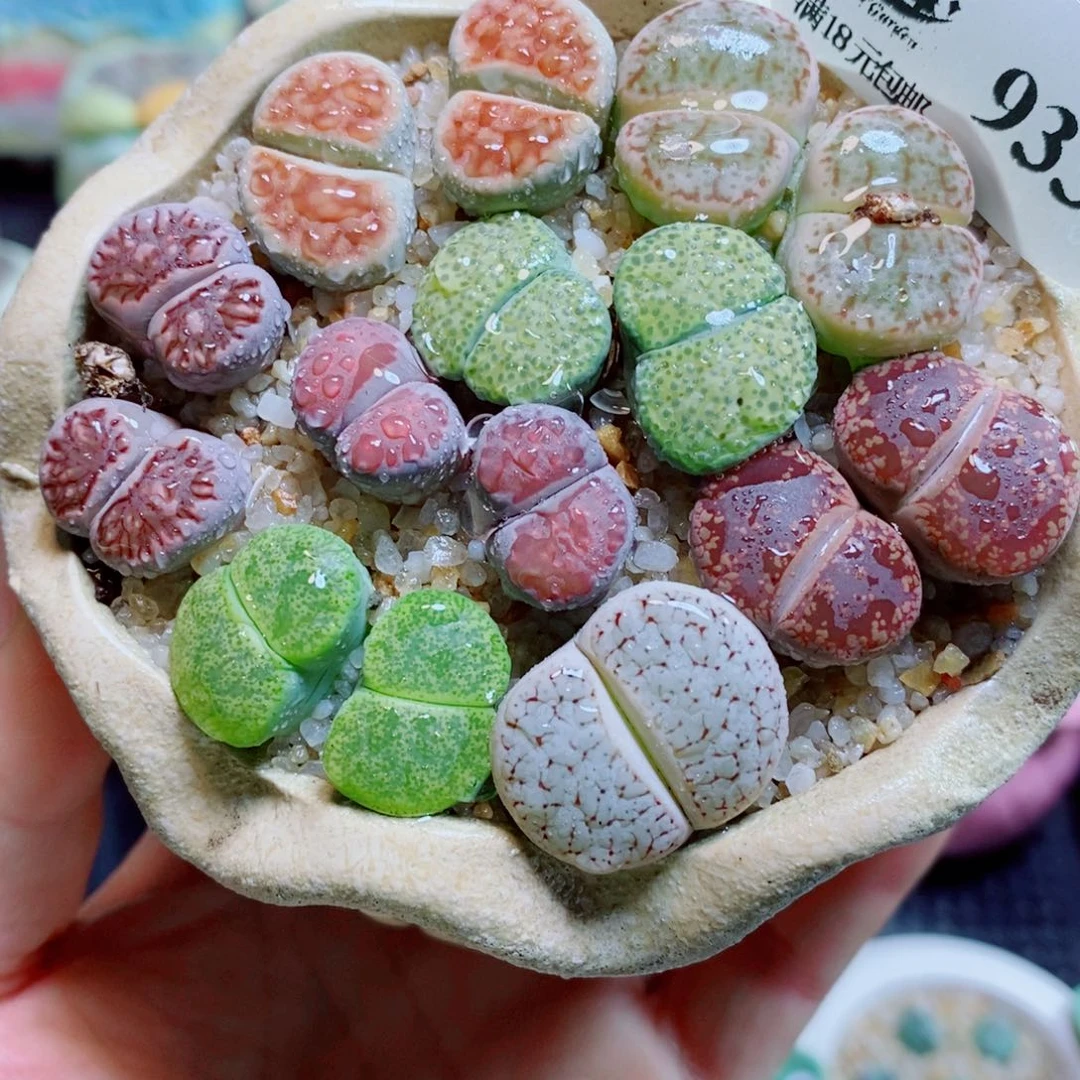 生石花花花花花花花933