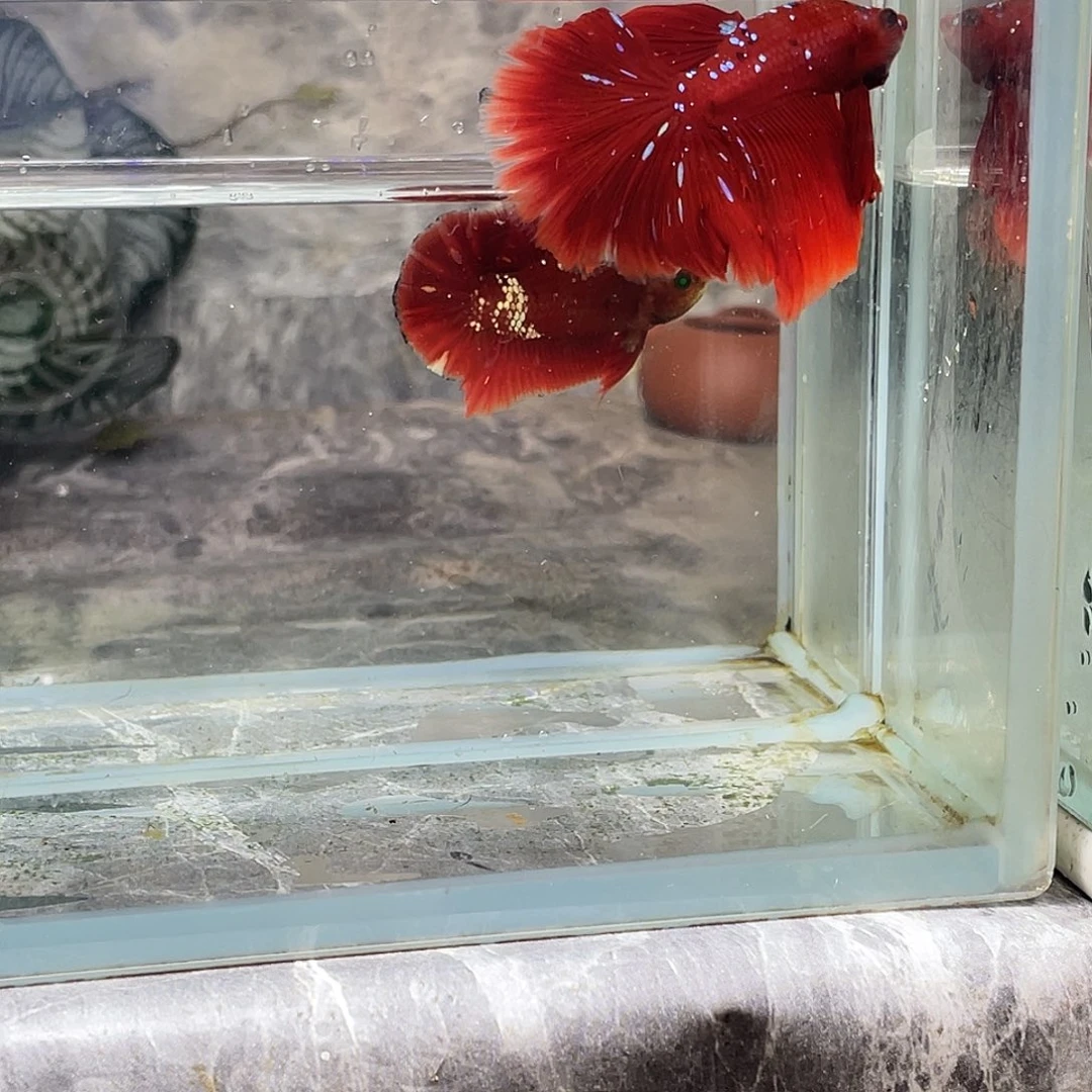 斗鱼育平斗鱼泰国斗鱼