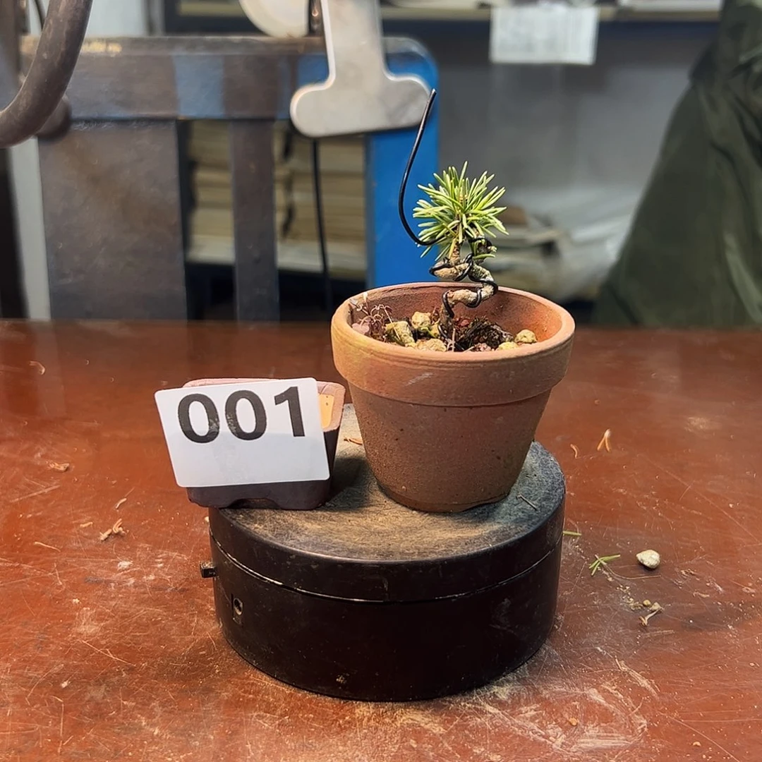 无花朵健健康康快快乐乐