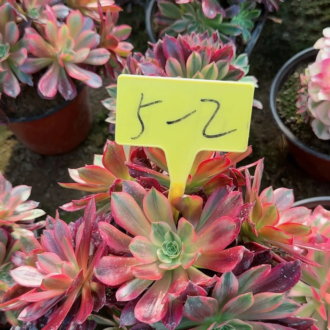 5-2--多头多肉婚纱多头