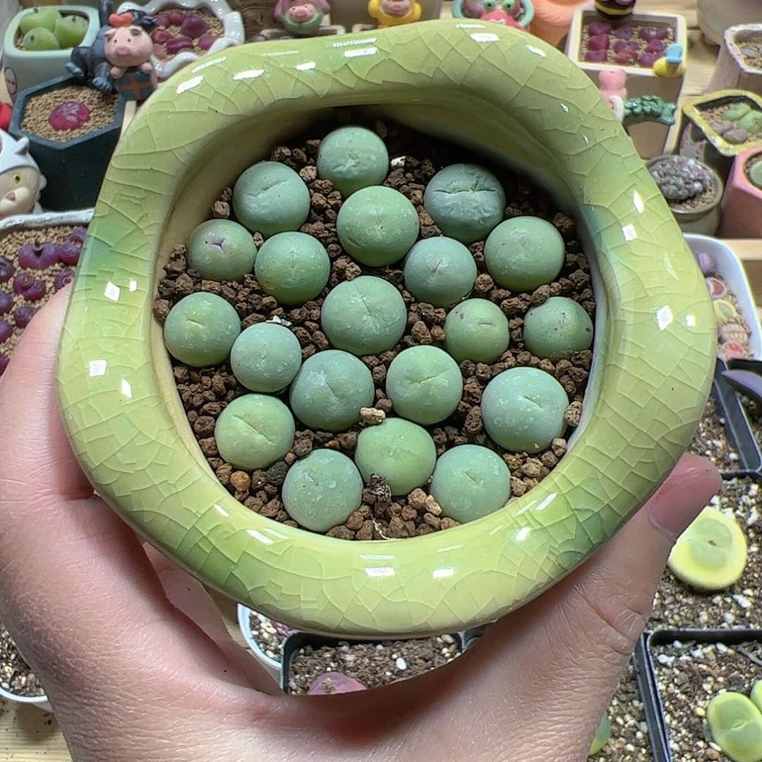 【闪购商品】鸽子蛋10颗1cm