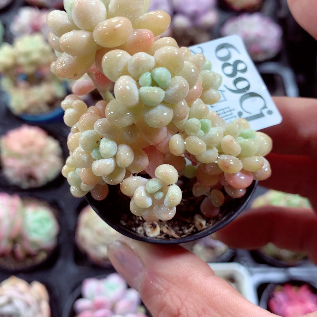 5厘米盆精控多肉689