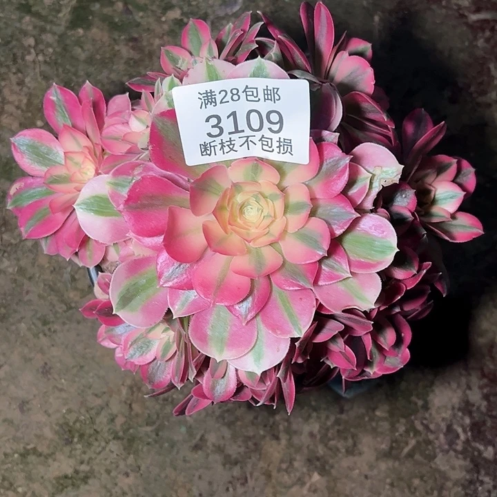 3109粉女巫多肉植物