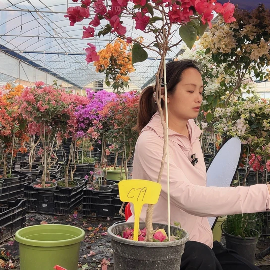 平***乐大部分花苞少量开放C79不甜西瓜