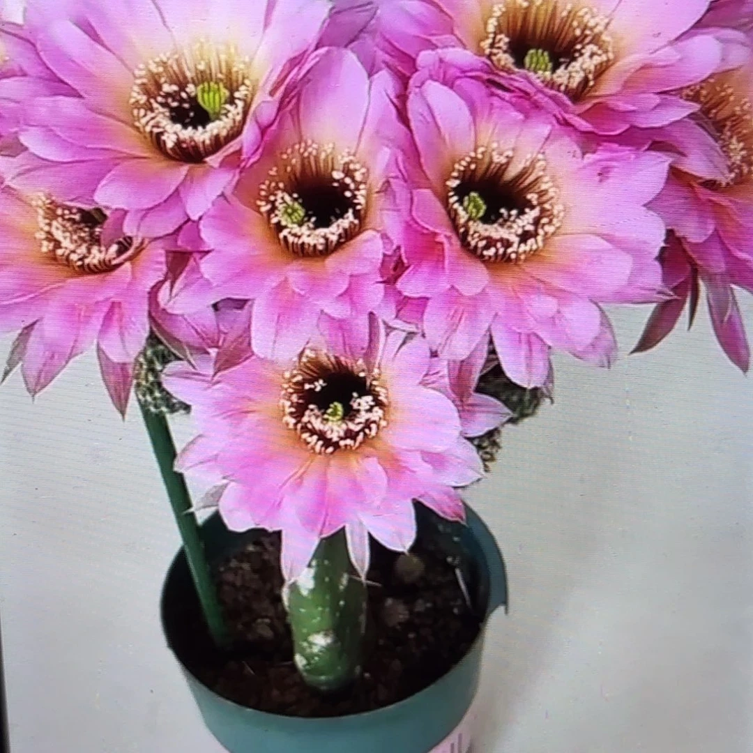 感恩彩侧牙20包邮仙人球55