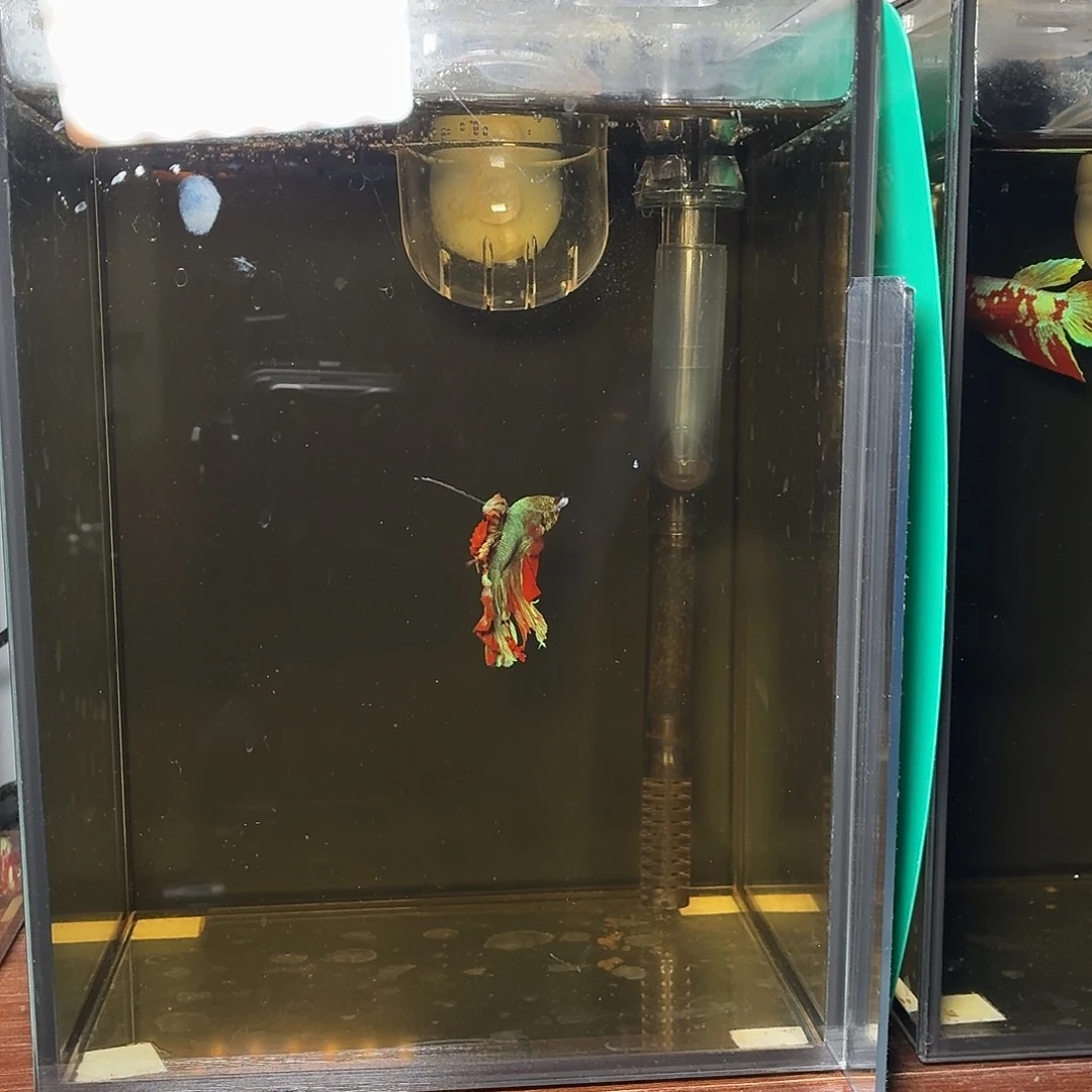 斗鱼彩金电摇半月