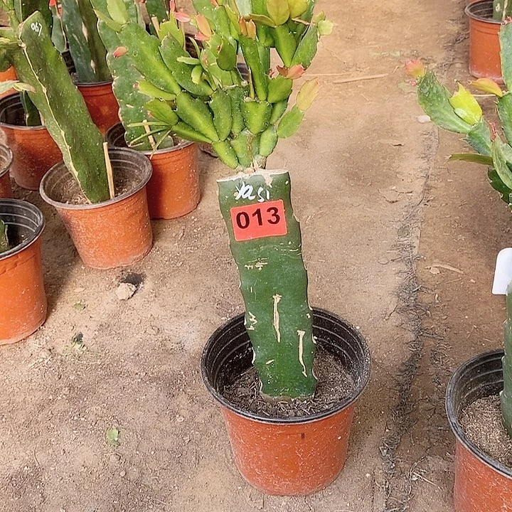 无花朵宁**远雅思/013号