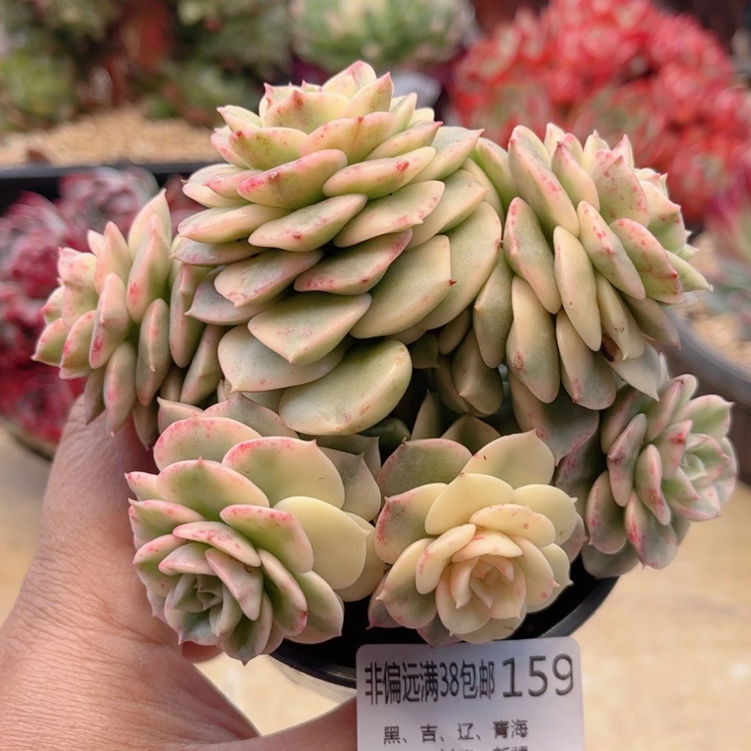 159腊牡丹锦德华多肉