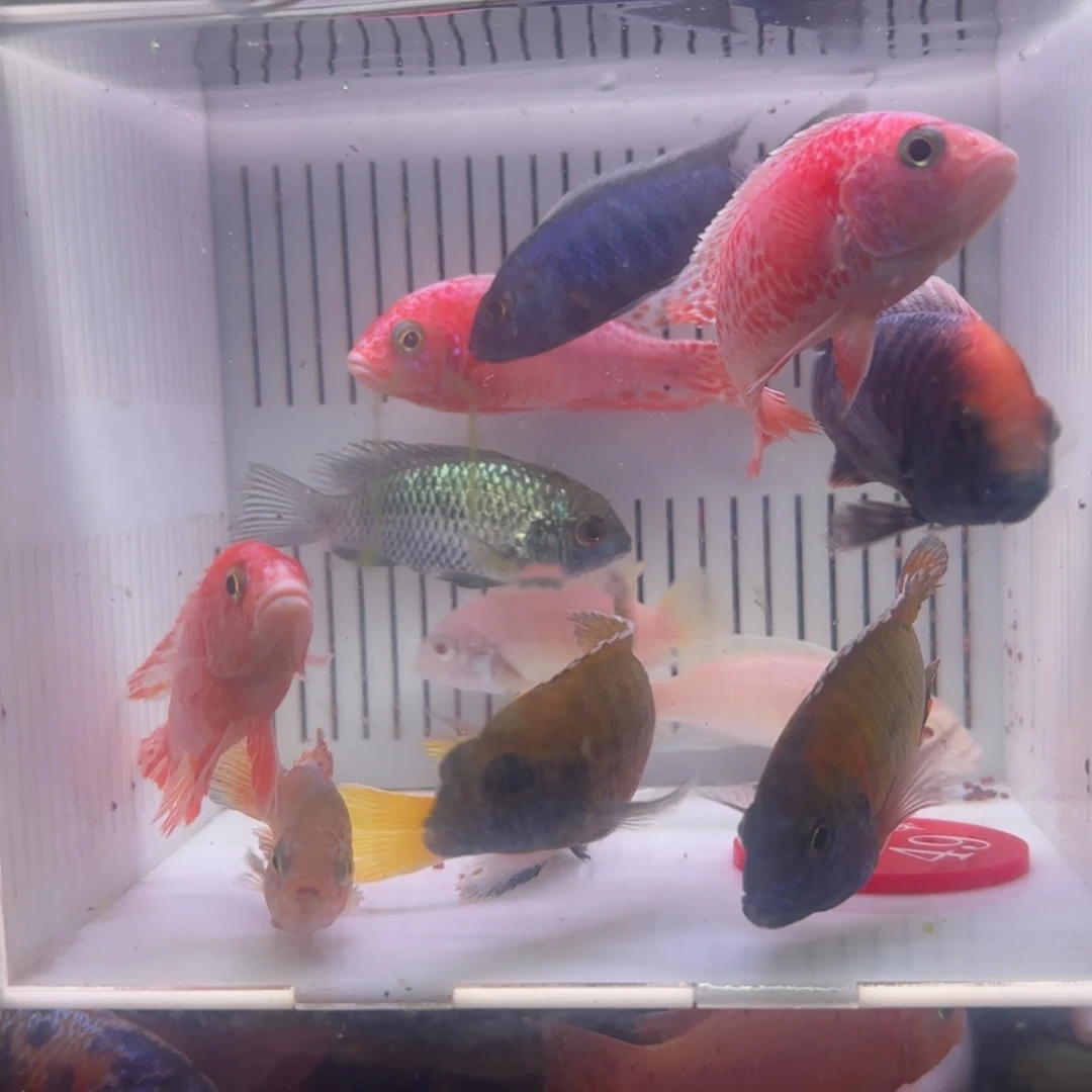 赫****慈鲷鱼直播49号12条其中备损2条