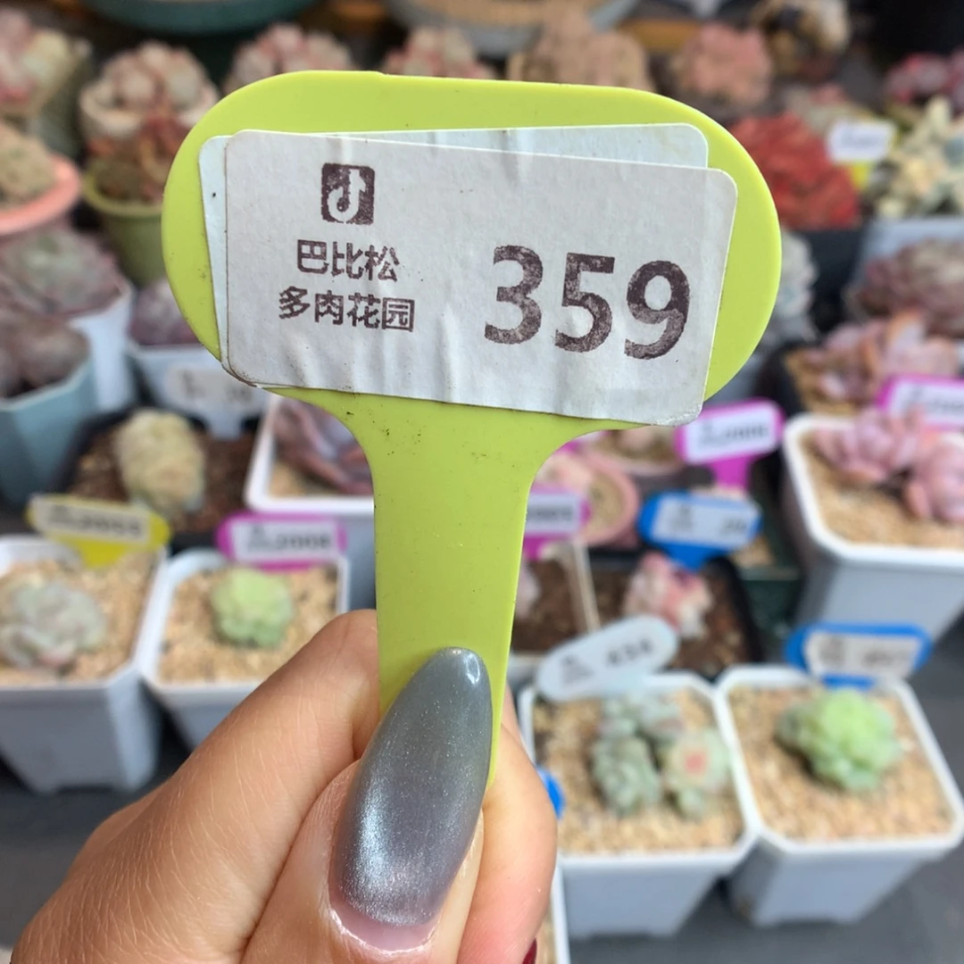 359新年快乐盲盒多肉