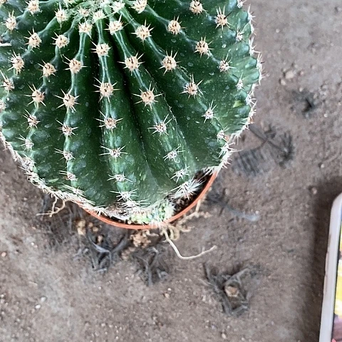 娇媚仙人球357789