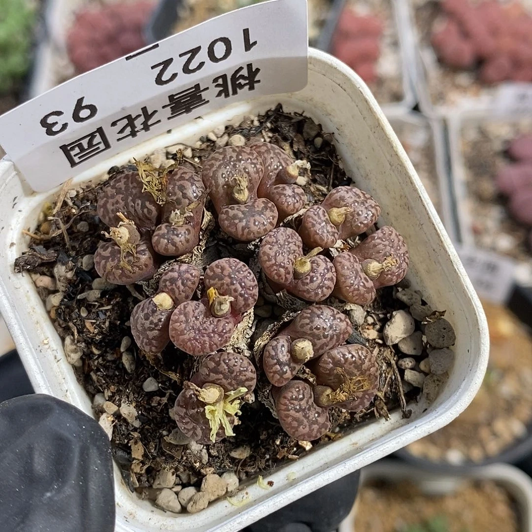 j*熊1022-93-紫鸟福利。