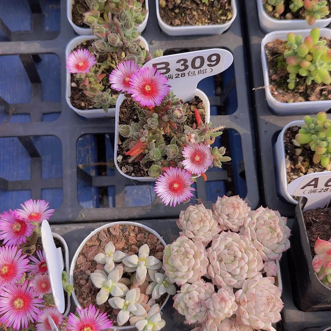 辰*D309红宝石一物一拍