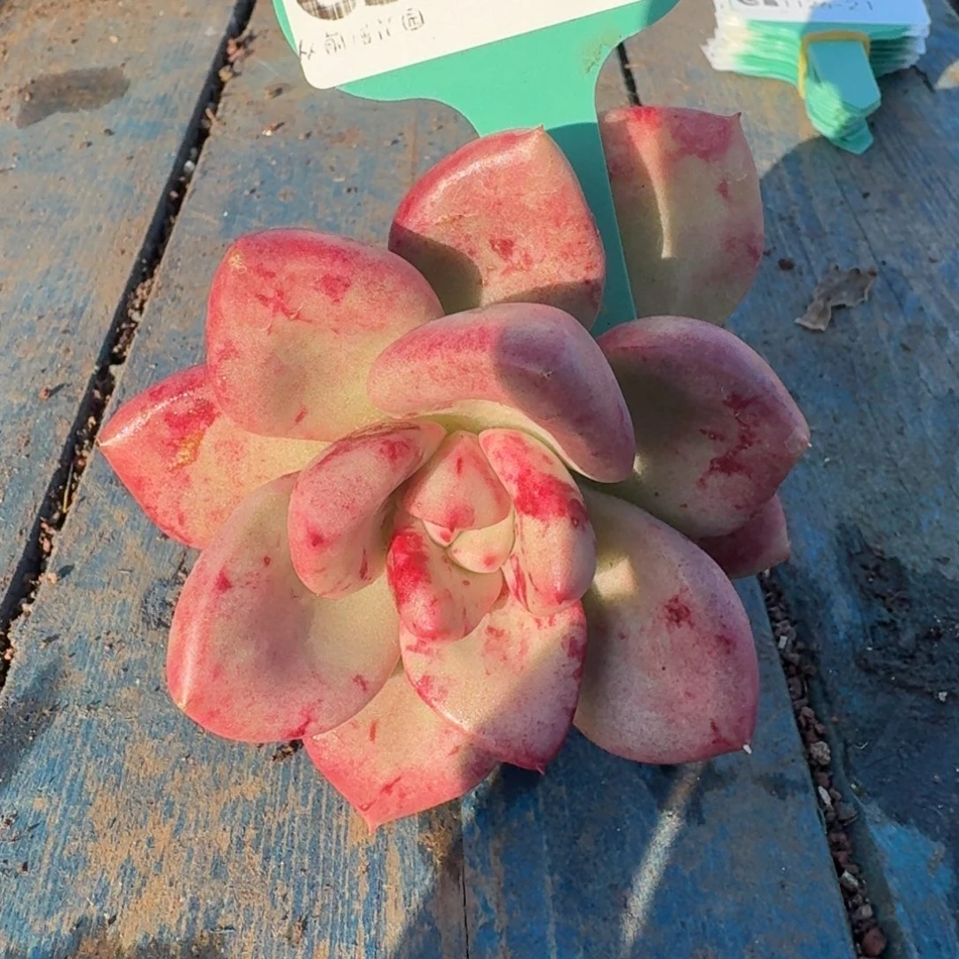 从前慢多肉精选编号1126.20