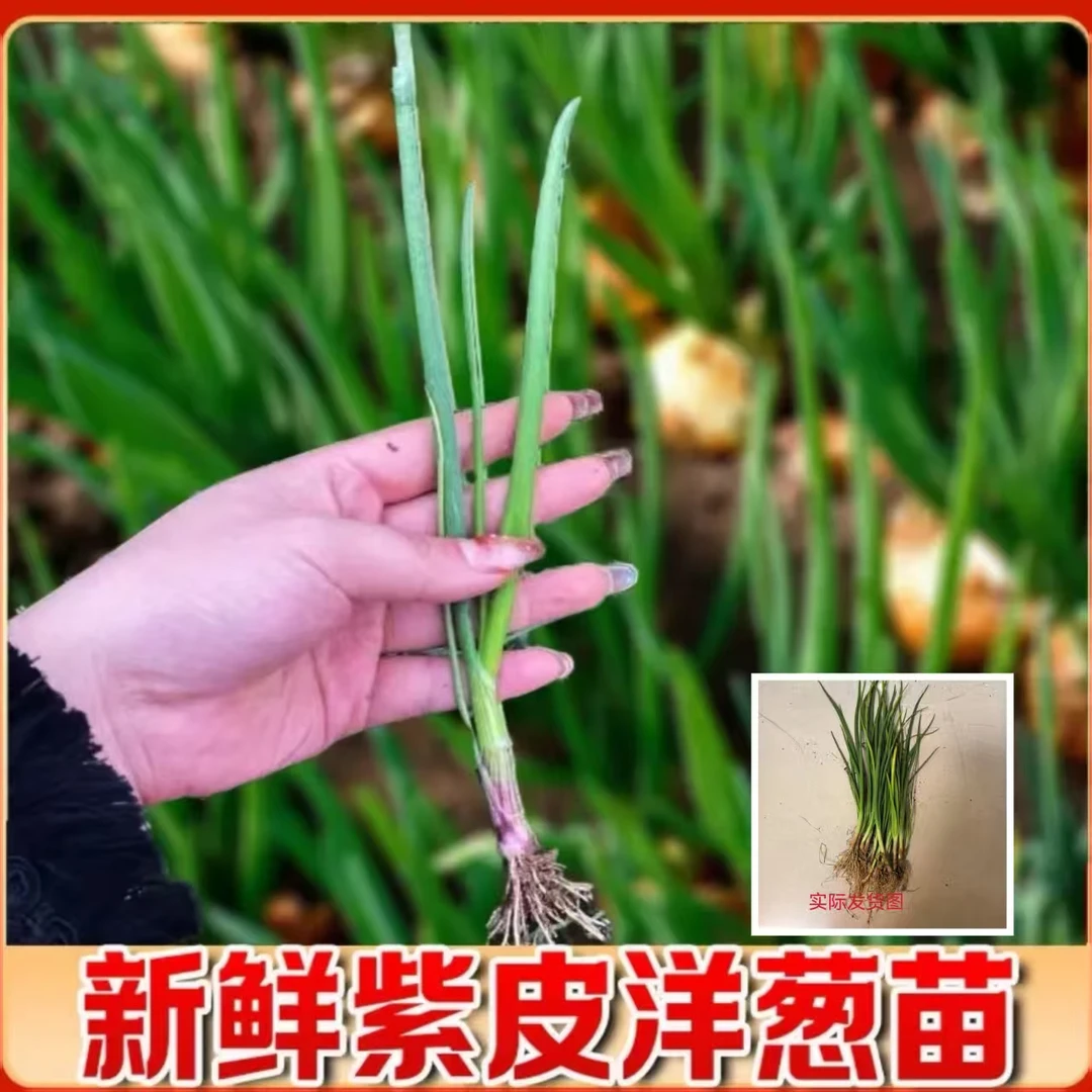 水果洋葱苗栽苗高桩洋葱苗蒜苗种植圆葱头基地实发