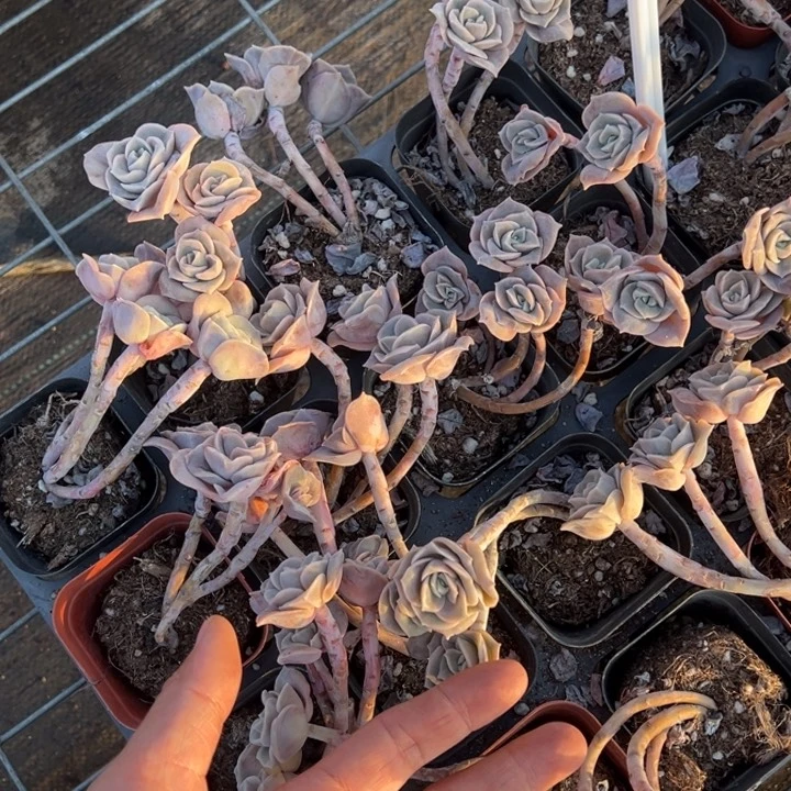 可爱玫瑰三头一颗量拍多肉满20包邮